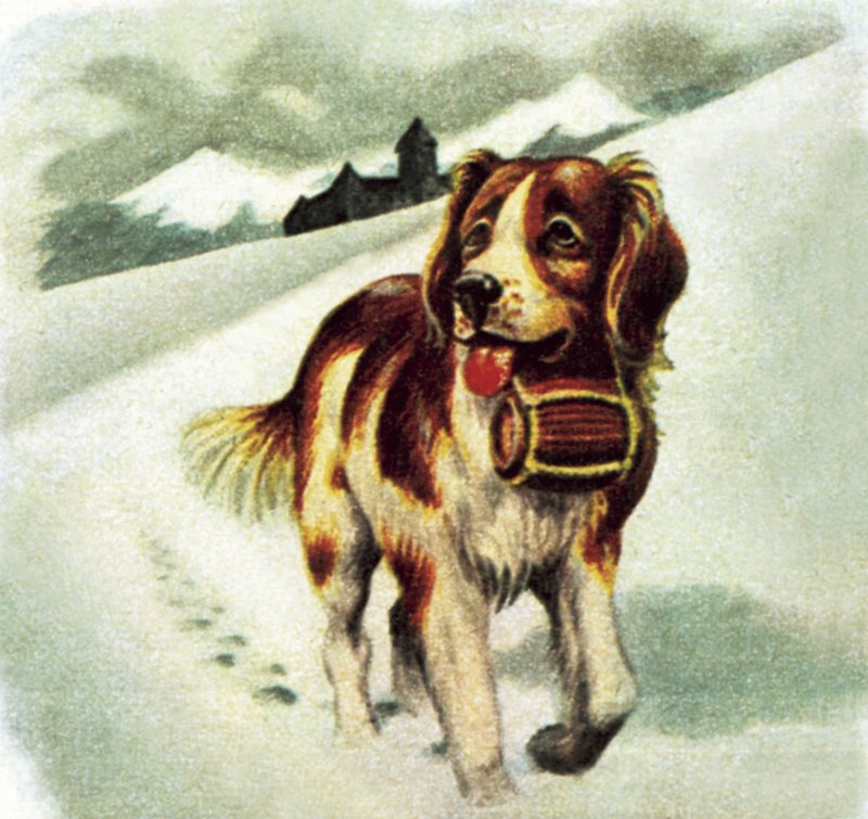 Sankt Bernhardshund af James Edwin McConnell