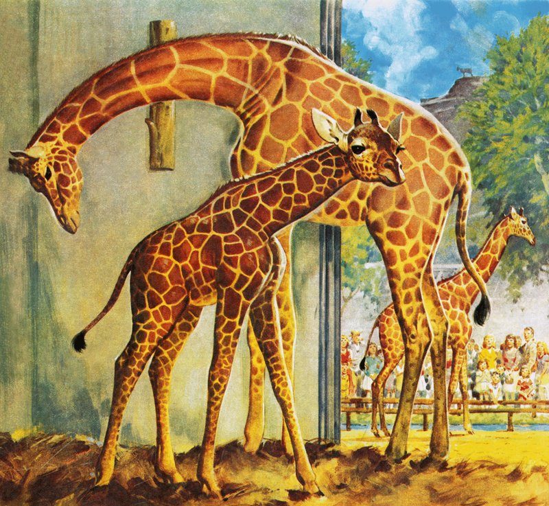 Giraffen Virginia af James Edwin McConnell