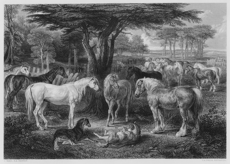 The Council of Horses, fra billedet i Vernon Gallery af James after Ward