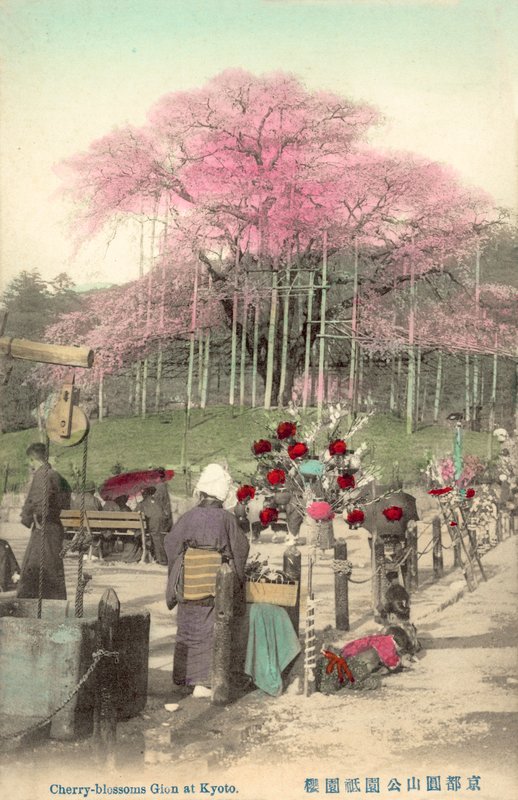 Cherry Blossoms, Gion, Kyoto, Japan af Japanese Photographer
