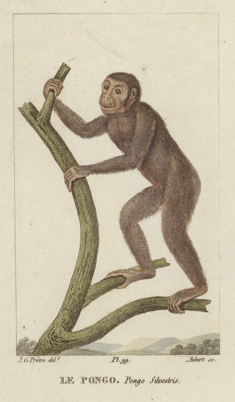 Pongo (Orangutang) af Jean Gabriel Pretre