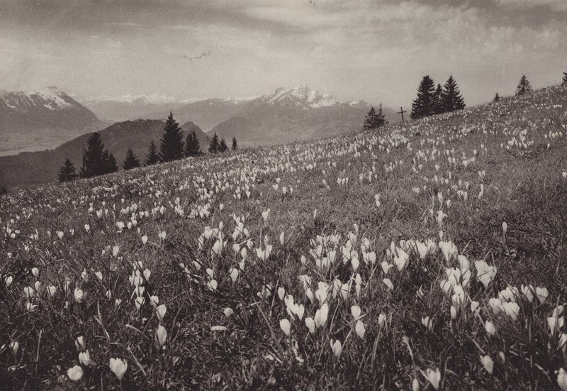 Rigi Kaltbad, Fruhling (s/h foto) af Jean Gaberell