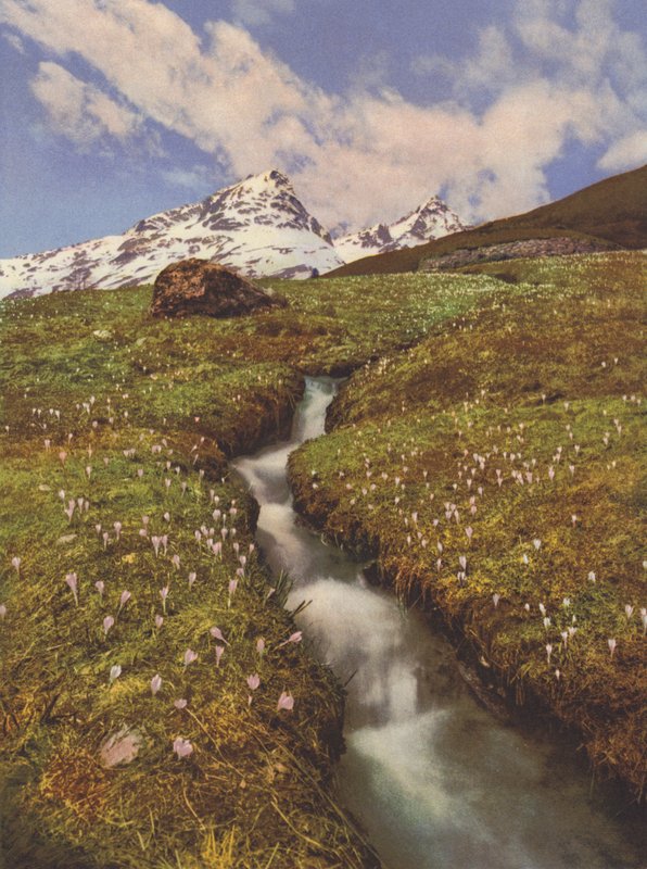 Schweiz: Krokus nær en bjergbæk i Øvre Engadin (farvefoto) af Jean Gaberell