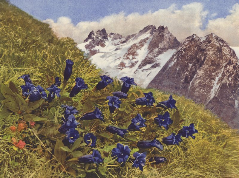 Schweiz: Gentian (farvefoto) af Jean Gaberell