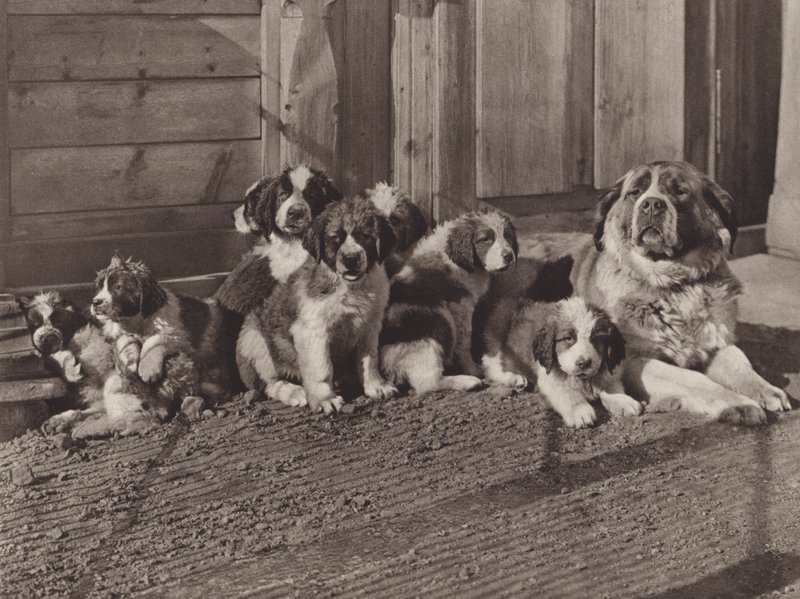 Schweiz: De berømte St Bernard Dogs (s/h foto) af Jean Gaberell