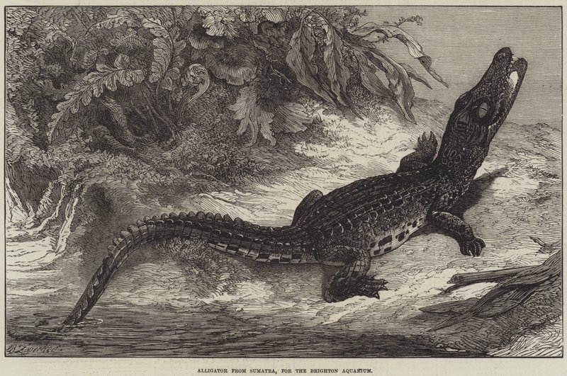 Alligator fra Sumatra, til Brighton Aquarium af Johann Baptist Zwecker