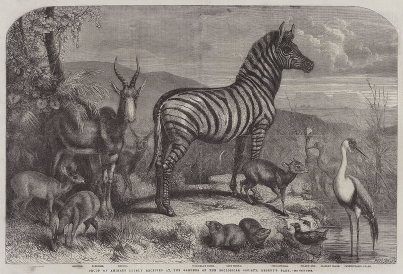 Gruppe af dyr for nylig modtaget i Gardens of the Zoological Society, Regent