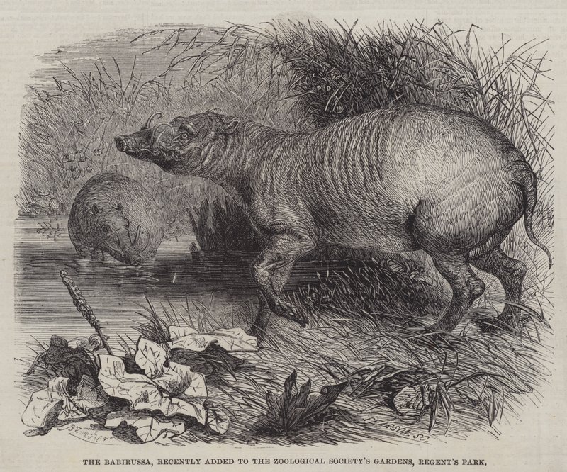 Babirussa, for nylig tilføjet til Zoologisk Selskabs haver, Regent