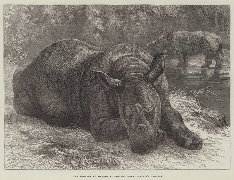 Sumatra-næsehornet ved Zoologisk Selskabs haver af Johann Baptist Zwecker
