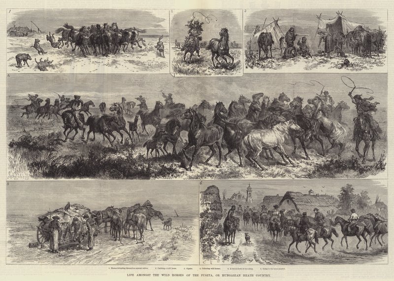 Livet blandt de vilde heste i Puszta, eller det ungarske hedeland af Johann Nepomuk Schonberg