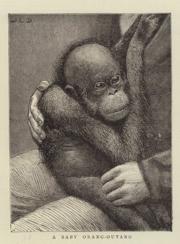 En baby Orang-Outang af John Charles Dollman
