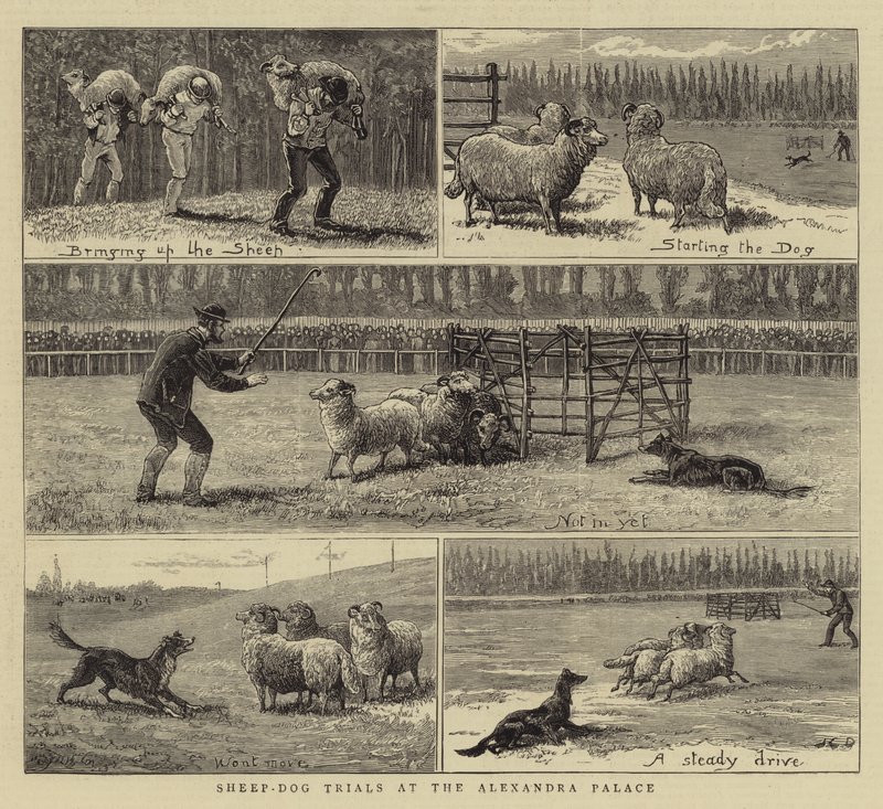 Fårehundeprøver på Alexandra-paladset af John Charles Dollman