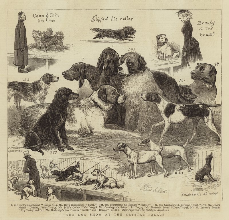 Hundeudstillingen i Crystal Palace af John Charles Dollman