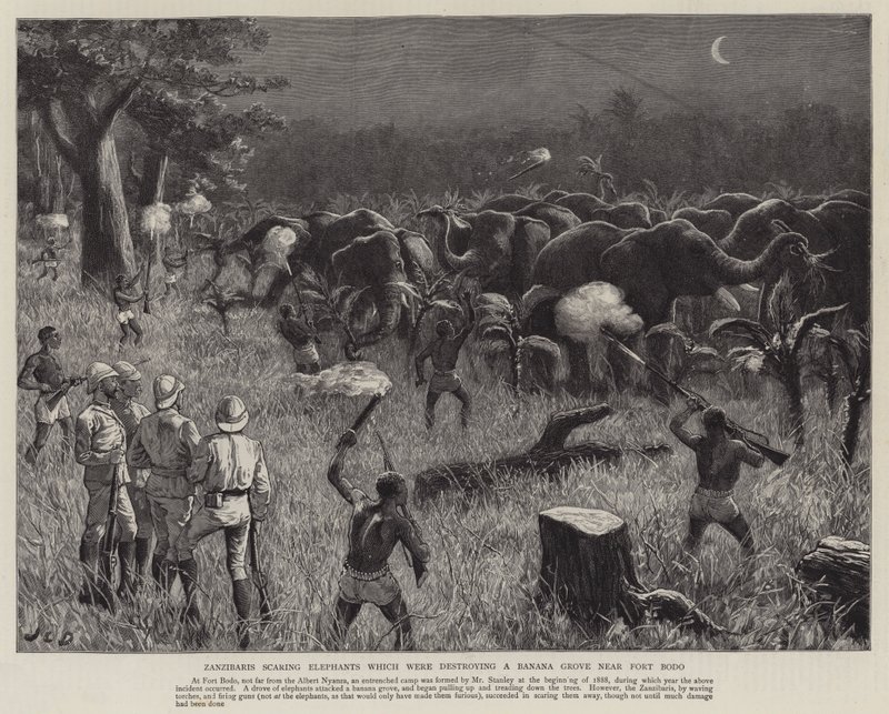 Zanzibarer skræmmer elefanter, som var ved at ødelægge en bananlund nær Fort Bodo af John Charles Dollman
