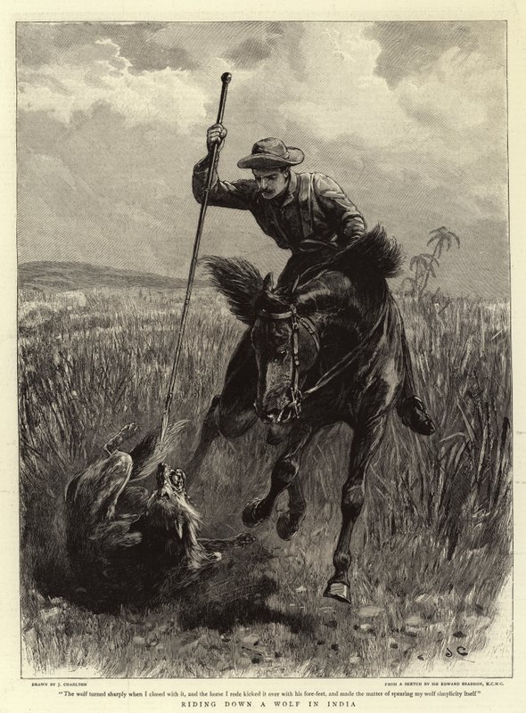 Rider ned af en ulv i Indien af John Charlton