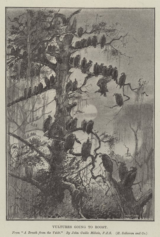 Gribbe på vej til Roost af John Guille Millais