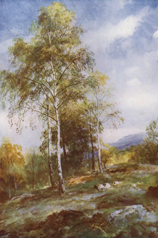 Sølvbirkes (farve litho) af John (after) MacWhirter