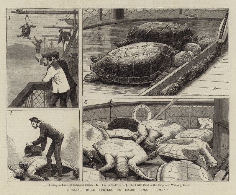 Bringe skildpadder om bord på HMS Jumna af John Charles Dollman