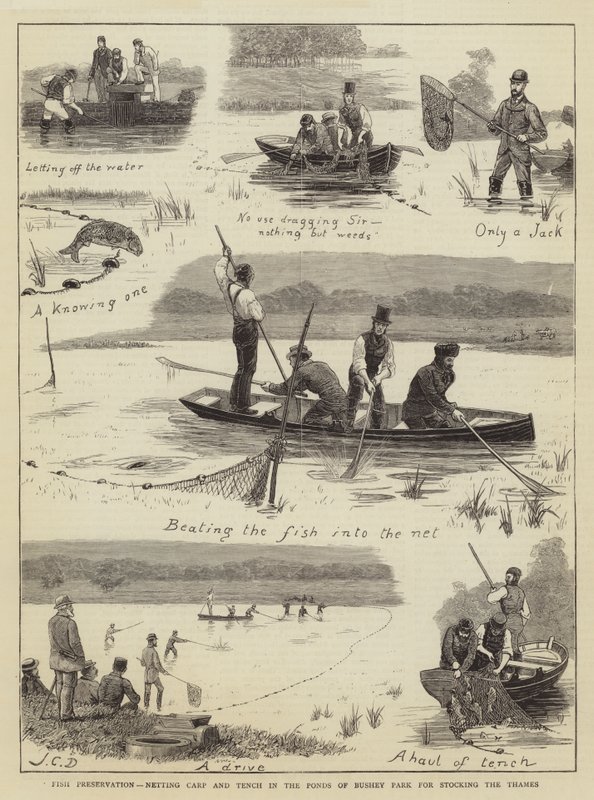 Bevarelse af fisk, indfangning af karper og slørhaler i dammene i Bushey Park med henblik på udsætning i Themsen af John Charles Dollman