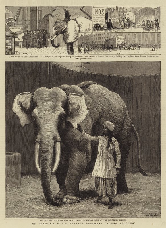 Mr Barnums hvide burmesiske elefant Toung Taloung af John Charles Dollman