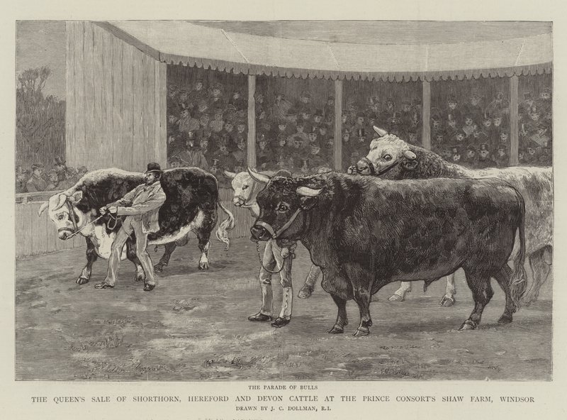 Dronningens salg af Shorthorn, Hereford og Devon Cattle på Prince Consort