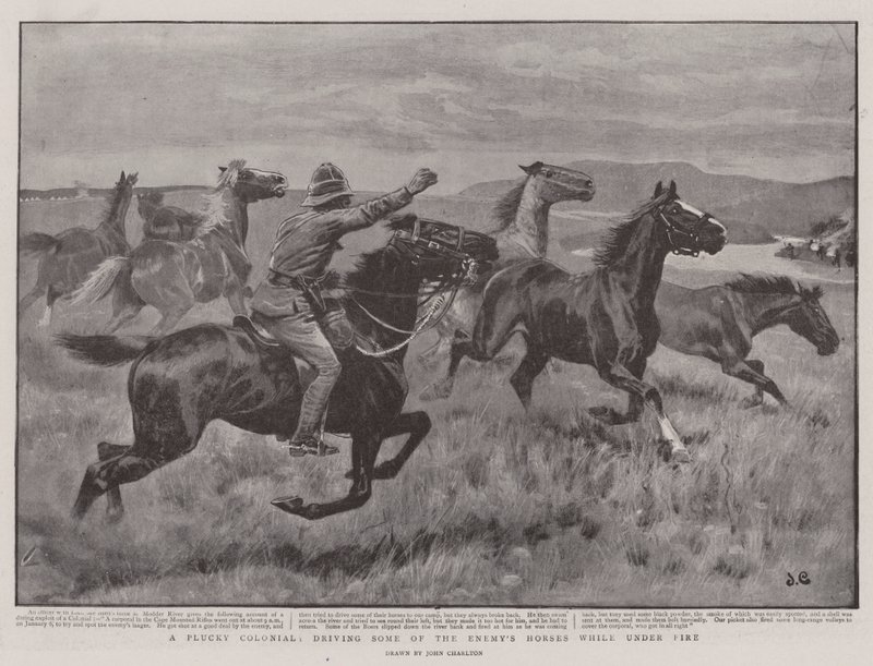 En modig kolonial, der driver nogle af fjendens heste, mens de er under ild af John Charlton
