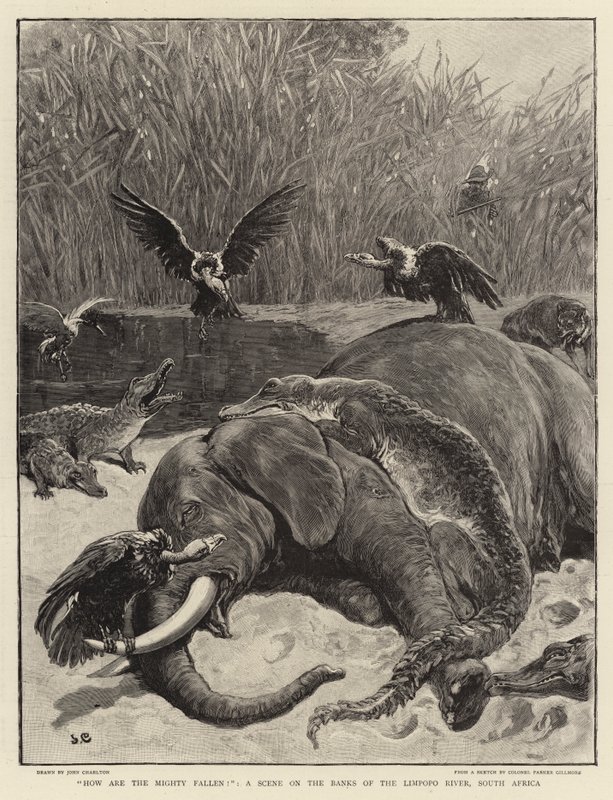 Hvordan er de mægtige faldne!, en scene på bredden af Limpopo-floden, Sydafrika af John Charlton