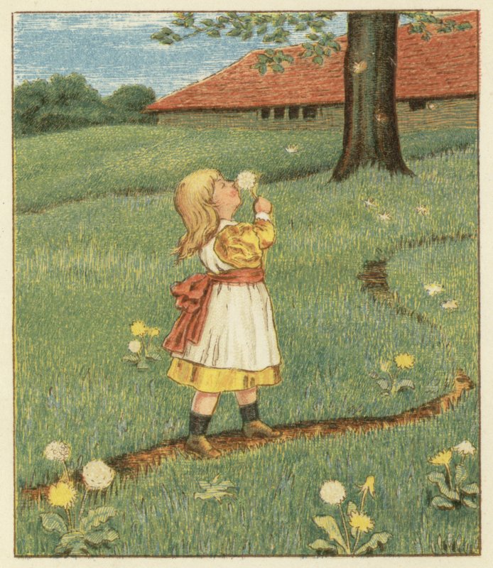 Mælkebøttefrø (farve litho) af John George (after) Sowerby