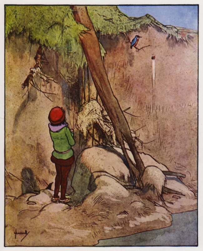 Isfuglen (farve litho) af John Hassall