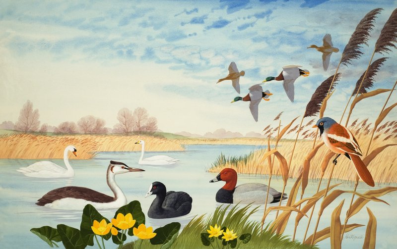 Nature Scene (gouache på papir) af John Rignall