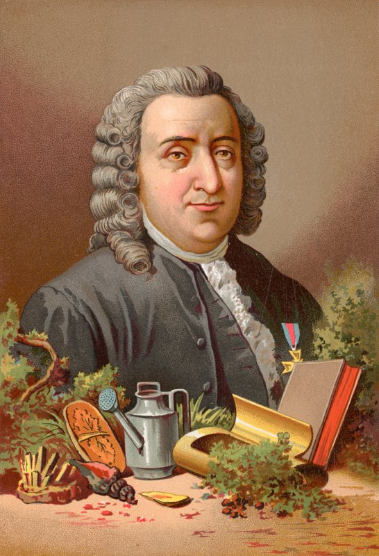 Carl Linné af Jose Armet Portanell