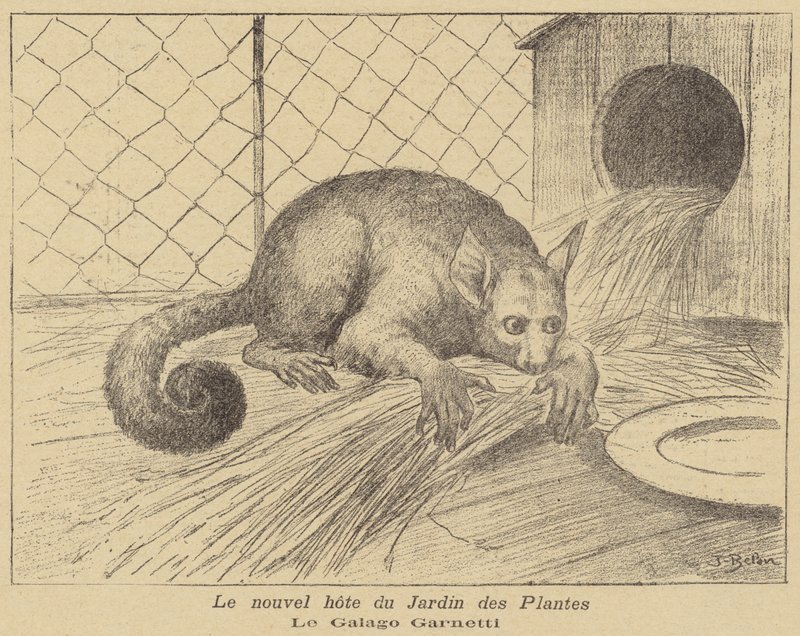 Garnetts Galago, ny beboer i Jardin des Plantes af Jose Belon