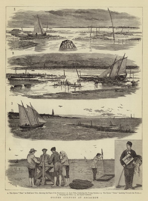 Østerskultur ved Arcachon af Joseph Nash