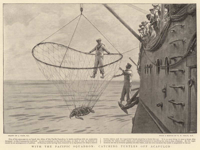 Med Pacific Squadron, fanger skildpadder ud for Acapulco af Joseph Nash