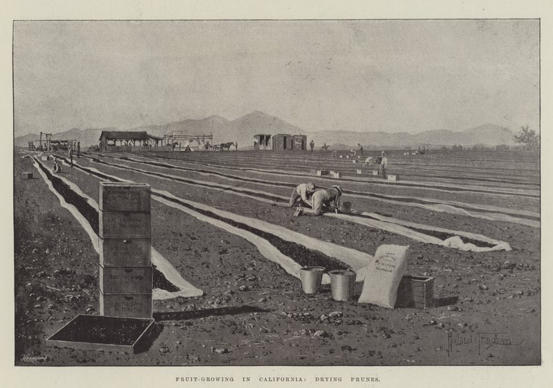 Frugtdyrkning i Californien, tørring af svesker af Joseph Holland Tringham