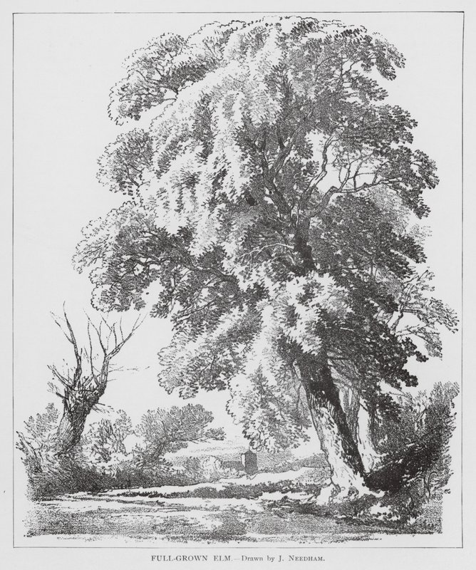 Fuldvoksen elm (litografi) af Joseph Needham