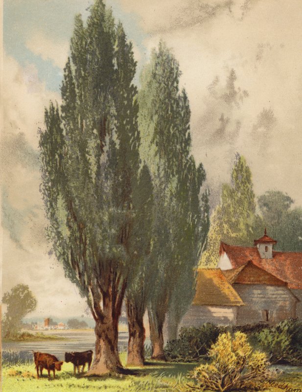 Lombardiske popler, engelsk scene (farvelitografi) af Joseph Needham