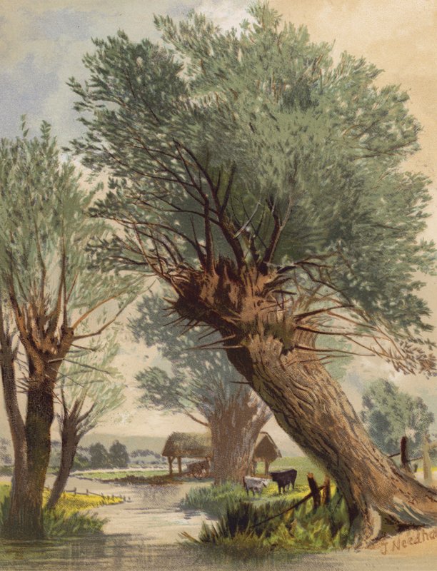 Pollede piletræer (farvelitografi) af Joseph Needham