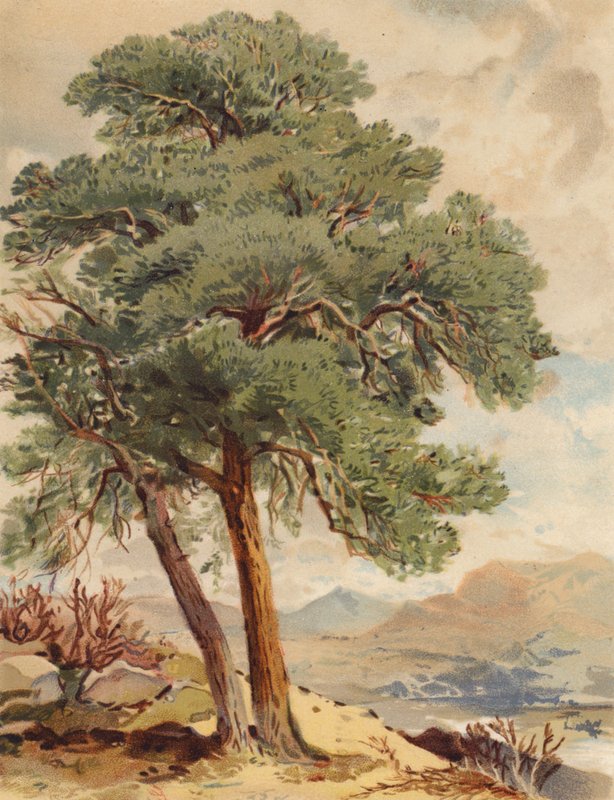Skotsk gran, højlandsscene (farvelitografi) af Joseph Needham