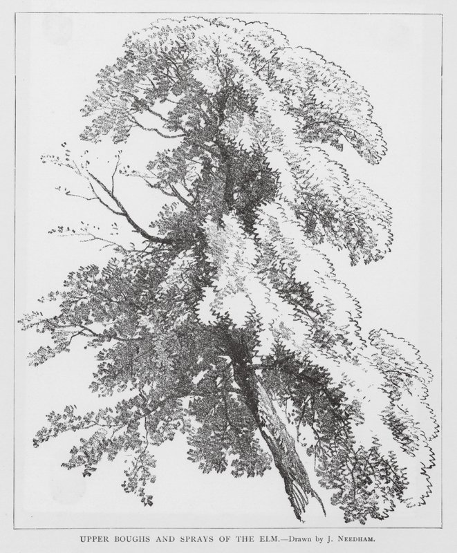 Elmens øverste grene og skud (litho) af Joseph Needham