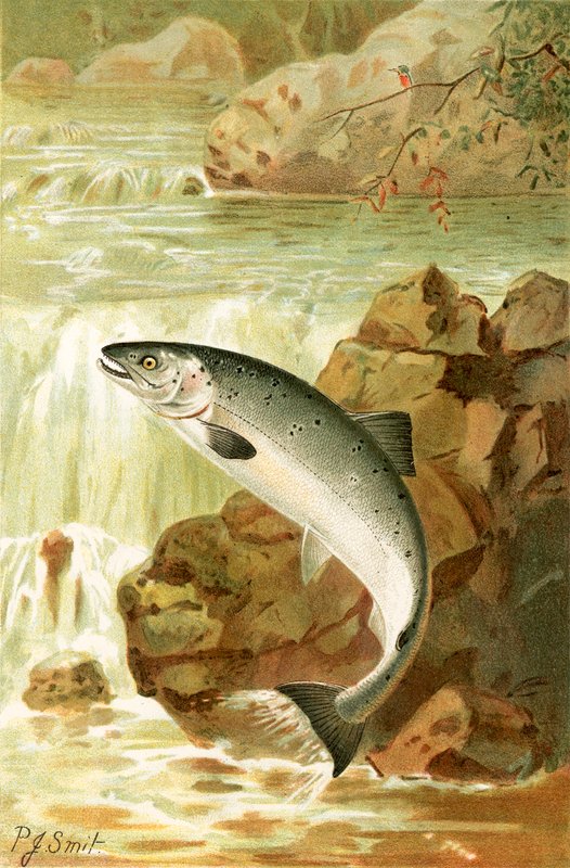 Et laksespring af Joseph Smit