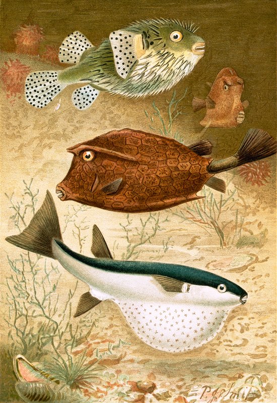 Globusfisk og Cofferfisk af Joseph Smit