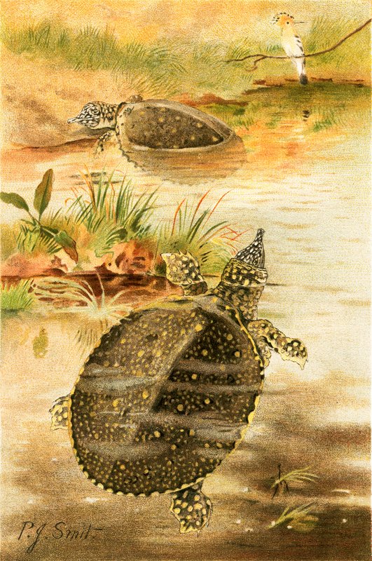 Bløde flodskildpadder af Joseph Smit