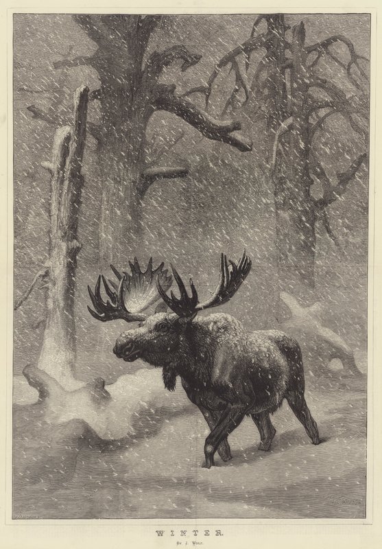 Vinter af Joseph Wolf
