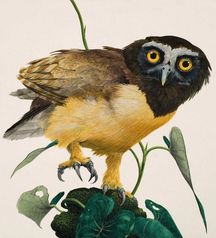 Brilleugle af Kenneth Lilly