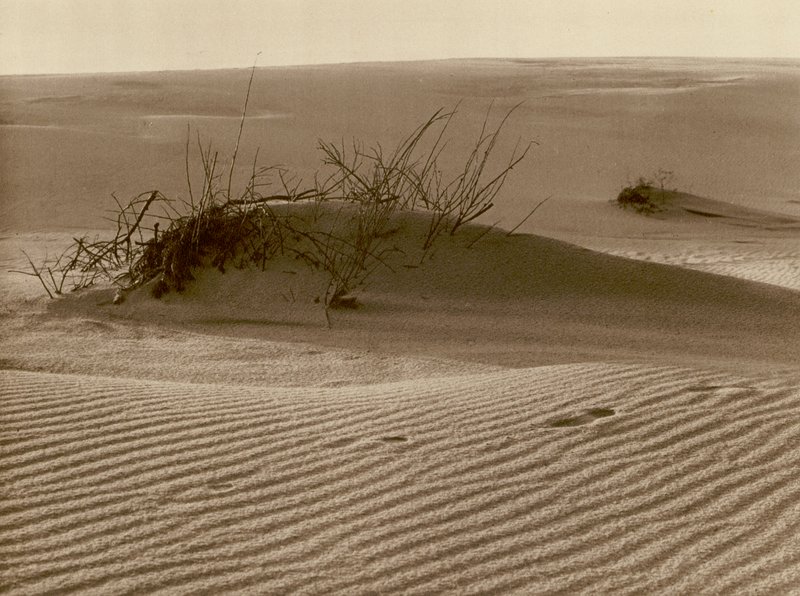 Skiftende klit på den kuriske spids nord for Rossitten; Skiftende klit en den kuriske sandspyd i den nordlige del af Rossitten (s/h foto) af Kurt Hielscher