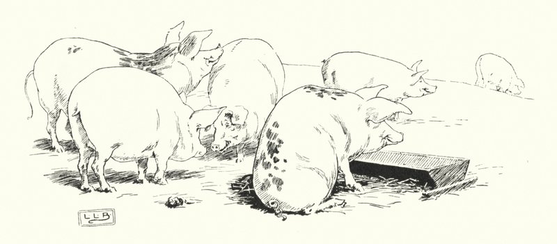 En langhalet gris eller en korthalet gris (gravering) af Leonard Leslie Brooke