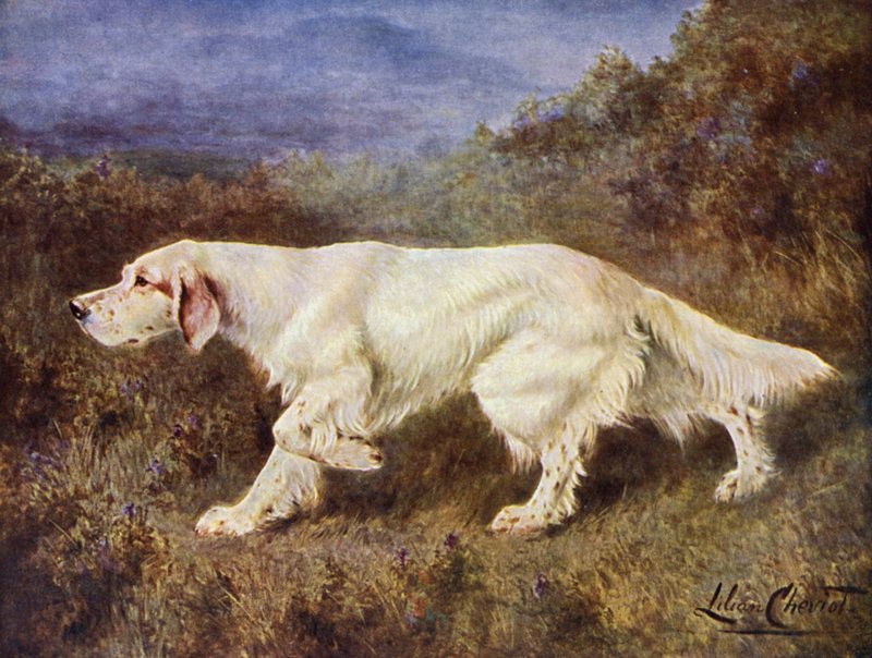 Mr J J Holgates typiske engelske setter Mallwyd Ned af Lilian Cheviot