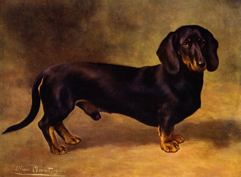 Gravhunden Earl Satin af Lilian Cheviot