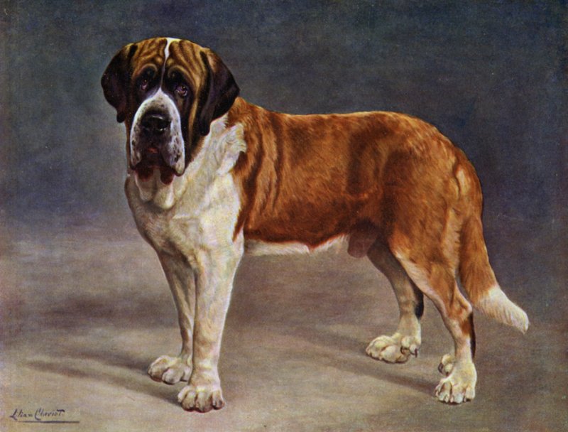 Den glatbelagte St. Bernard Champion the Viking af Lilian Cheviot